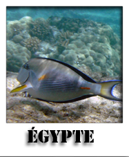 egypte