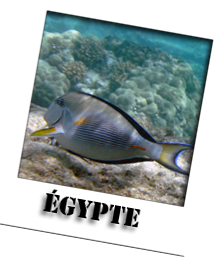 egypte