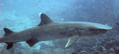 requin