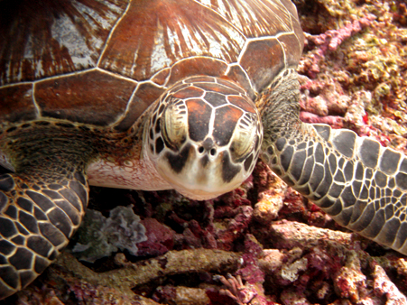 tortue