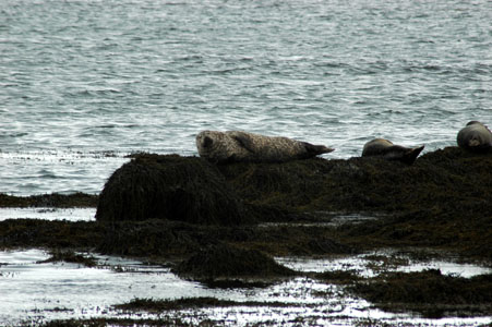 Snaefellsnes